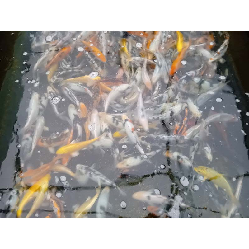 koi 20-25 cm